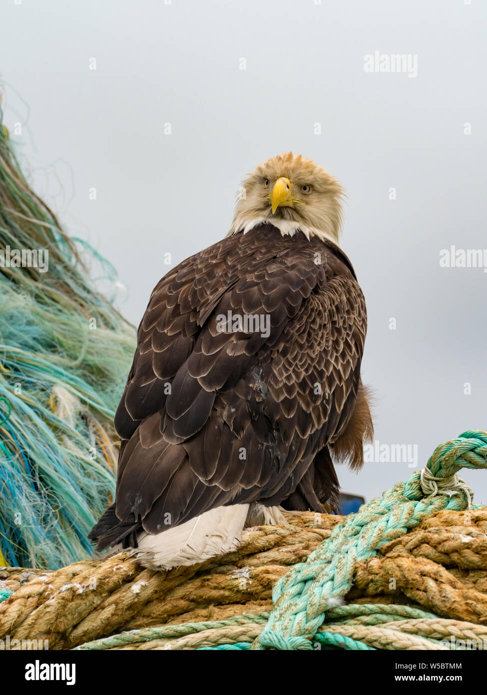 Ein Weißkopfseeadler ermöglicht eine enge Ansichten in der Fischerei Gemeinschaft von Dutch Harbor, Aleutians, Alaska, USA Stockfoto