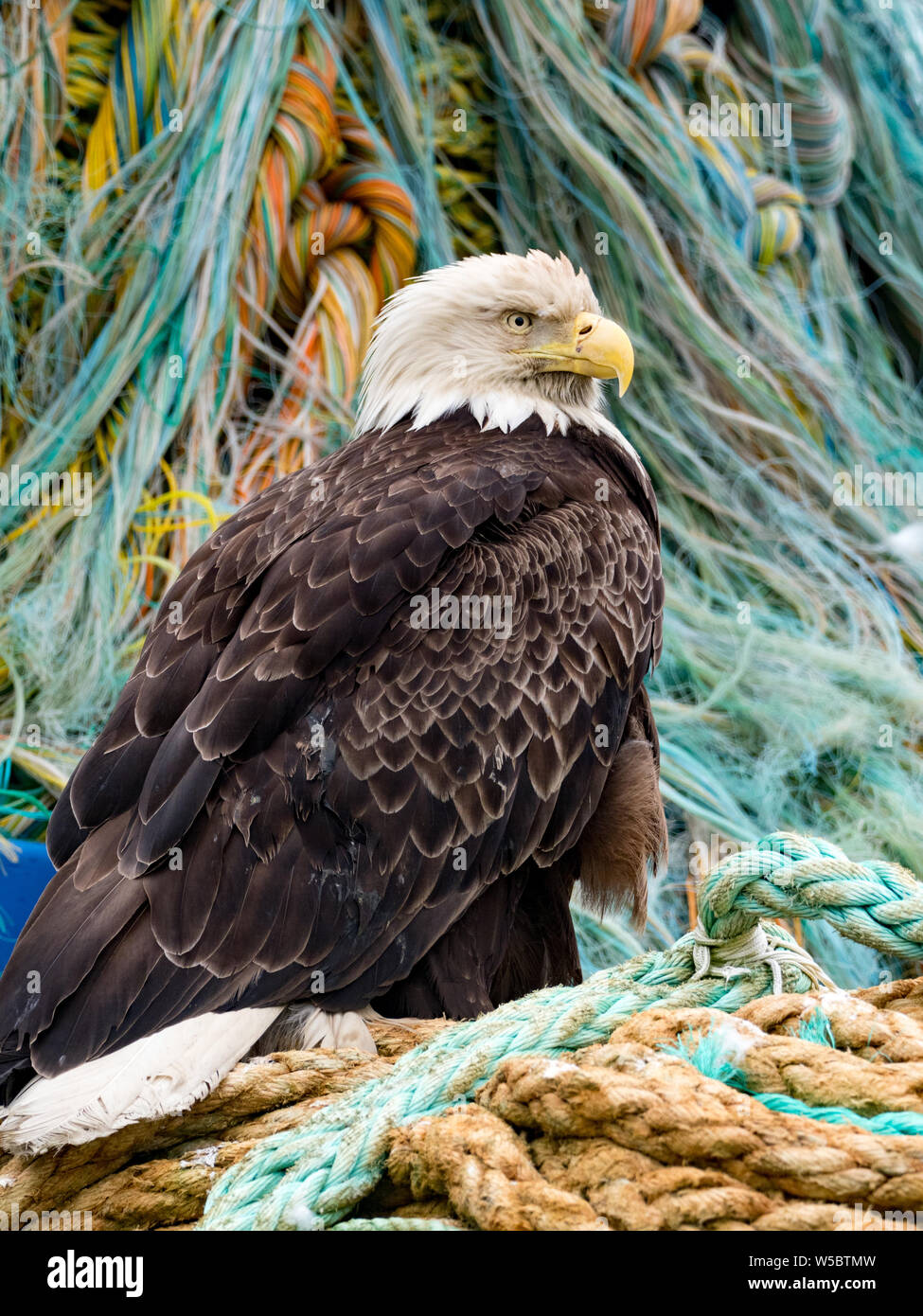 Ein Weißkopfseeadler ermöglicht eine enge Ansichten in der Fischerei Gemeinschaft von Dutch Harbor, Aleutians, Alaska, USA Stockfoto