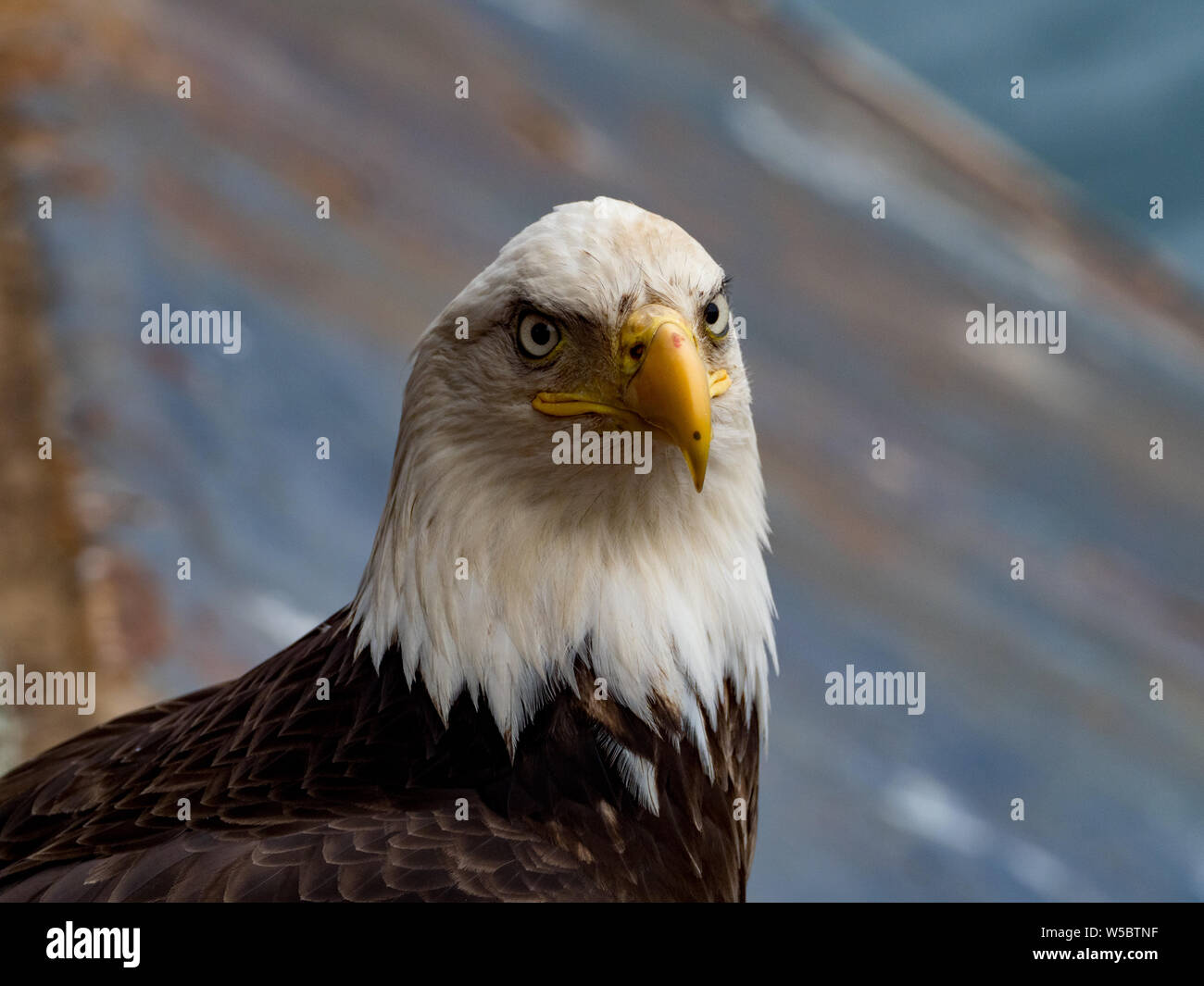 Ein Weißkopfseeadler ermöglicht eine enge Ansichten in der Fischerei Gemeinschaft von Dutch Harbor, Aleutians, Alaska, USA Stockfoto