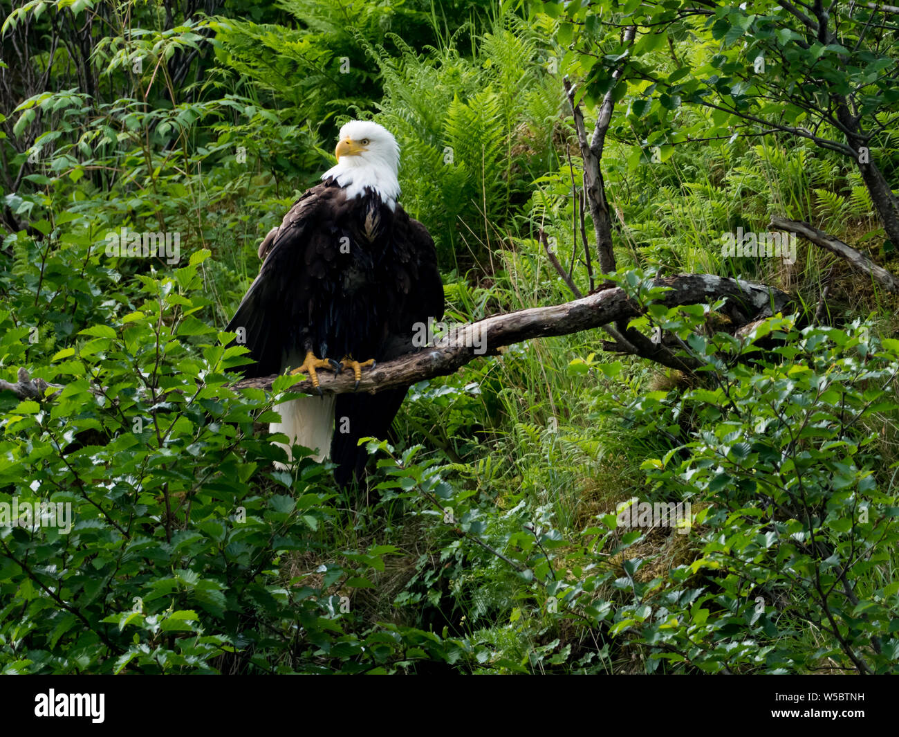 Ein Weißkopfseeadler, haliaeetus leucocephalus, auf einem Zweig im Katmai National Park, Alaska gehockt Stockfoto