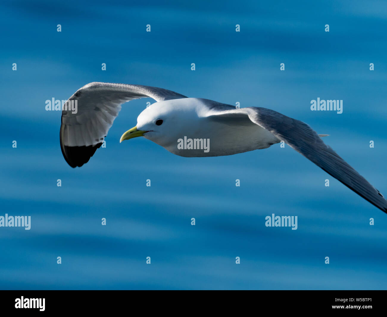 Eine schwarz-legged Dreizehenmöwe Gull, Rissa tridactyla, fliegen in die Beringsee Stockfoto