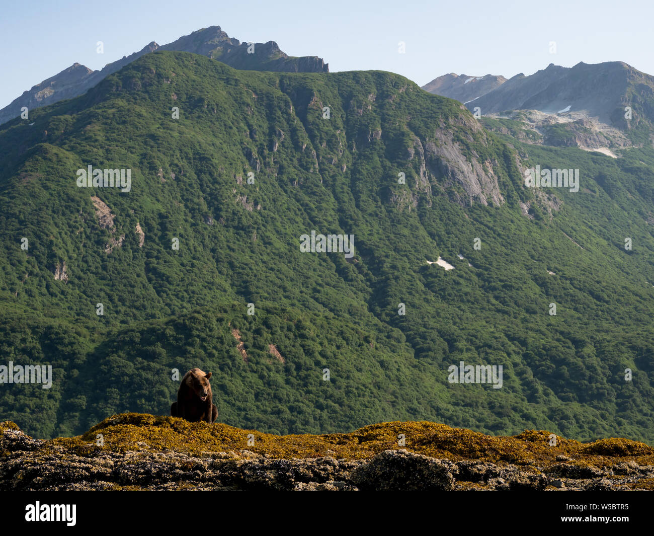 Braun oder Grizzlybären, Ursus arctos, in Geographischen Hafen, Katmai National Park, Alaska Stockfoto