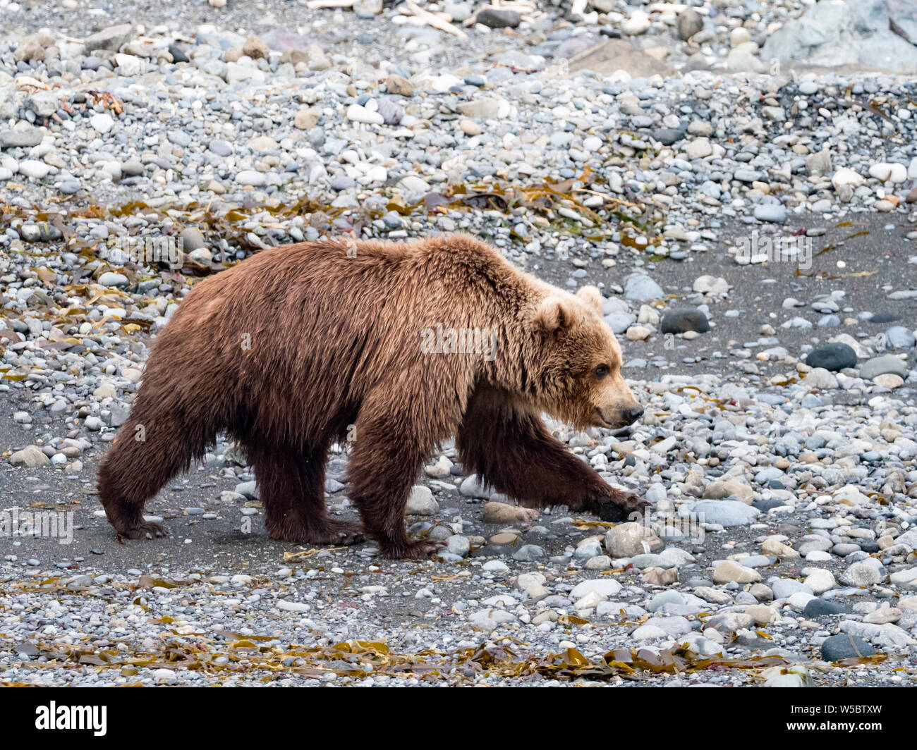 Braunbär, Ursus arctos, auf der shoreling der Kronotsky Naturschutzgebiet, Kamtschatka, Russland Stockfoto