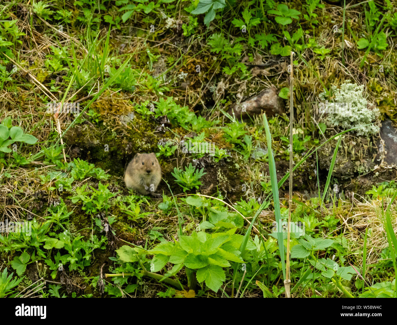 Insular vole, oder St. Matthäus singen Vole, Microtus abbreviatus, fand nur auf St. Matthäus Insel in der Beringsee in Alaska Stockfoto