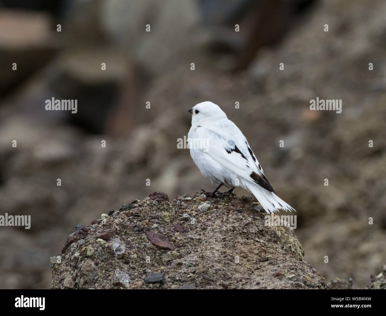 Mckays Bunting, Plectrophenax hyperboreus, endemisch in St. Matthäus Insel in der Beringsee in Alaska Stockfoto