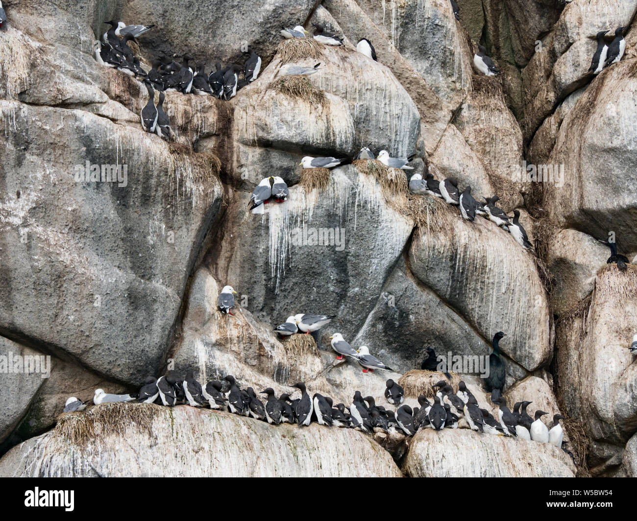 Die seevögel nisten Klippen am Ariy kamen Insel weg Bering Insel, Russland Stockfoto