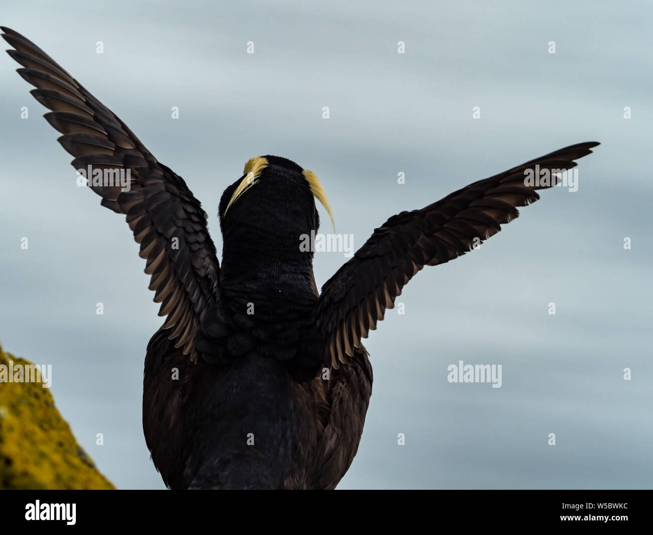 Getuftete Puffin, Fratercula cirrhata, einem beliebten seabird von Vogel Fotografen auf den Klippen von St. Paul, Pribilofs, Beringmeer, Alaska, USA Stockfoto