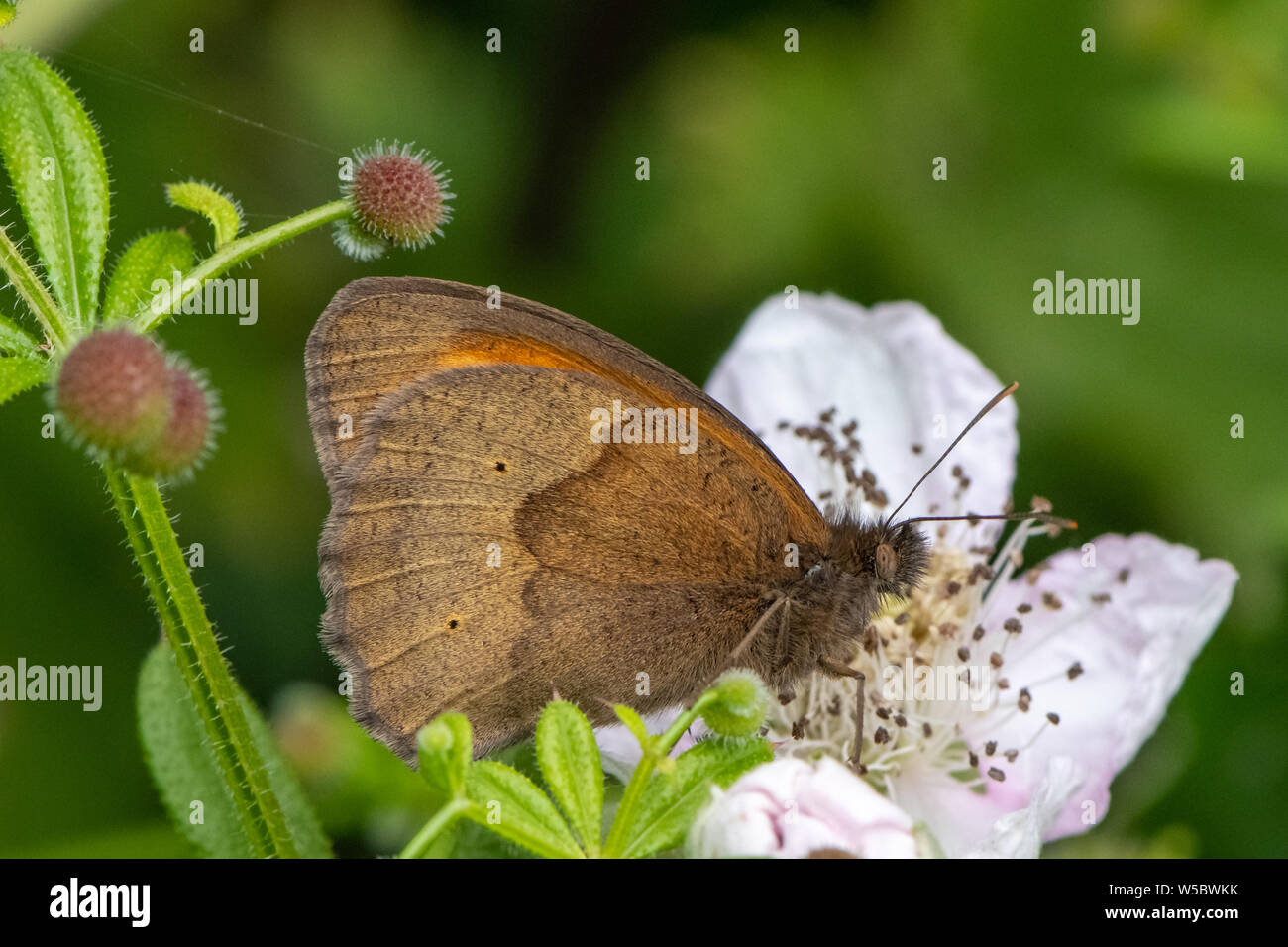 Wiese braun Schmetterling (Maniola Jurtina) Stockfoto