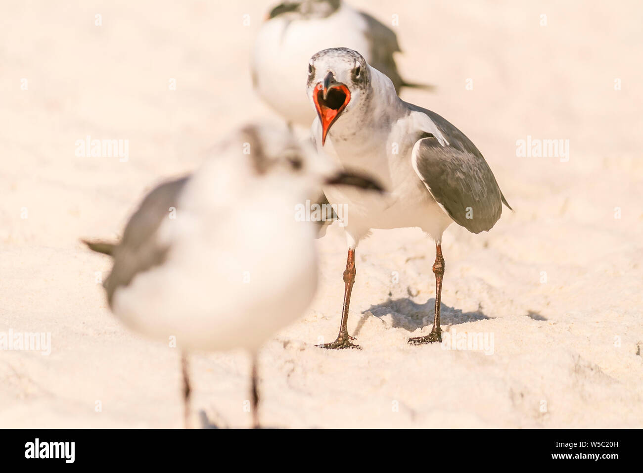 Seevögel am Strand Stockfoto
