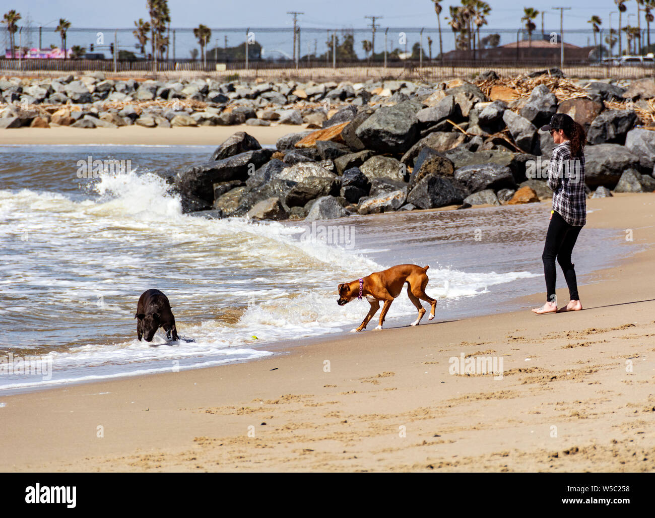 Newport Beach, CA/USA - März 9, 2019: Hunde Play off-Leine auf der Santa Ana River County Strand nach Unwettern Papierkorb auf den Strand gefegt. Stockfoto