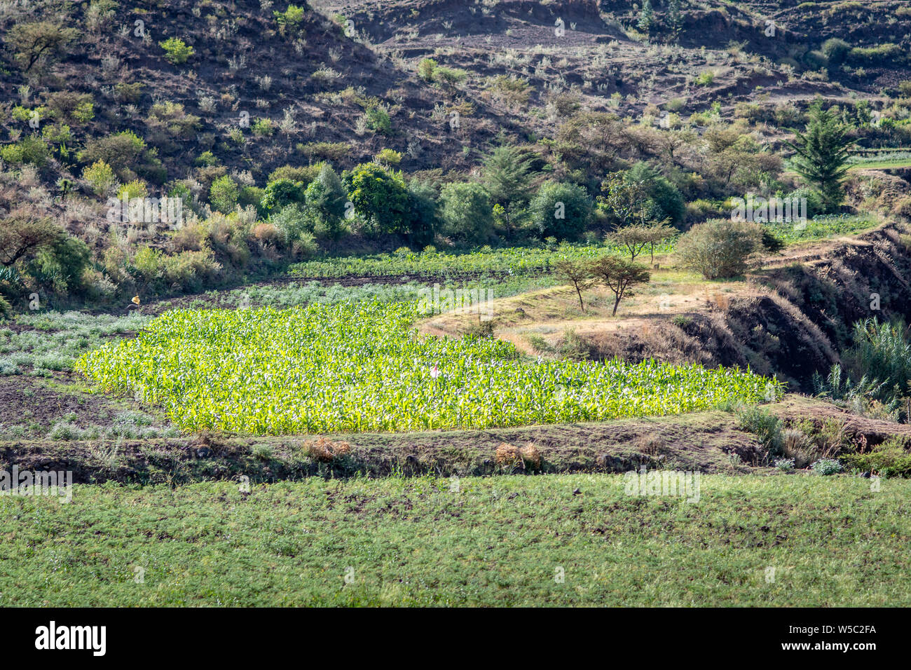 Kulturen, in einem Feld, Mekele, Äthiopien. Kulturen, in einem Feld, Mekele, Äthiopien. Mekele, Äthiopien Stockfoto