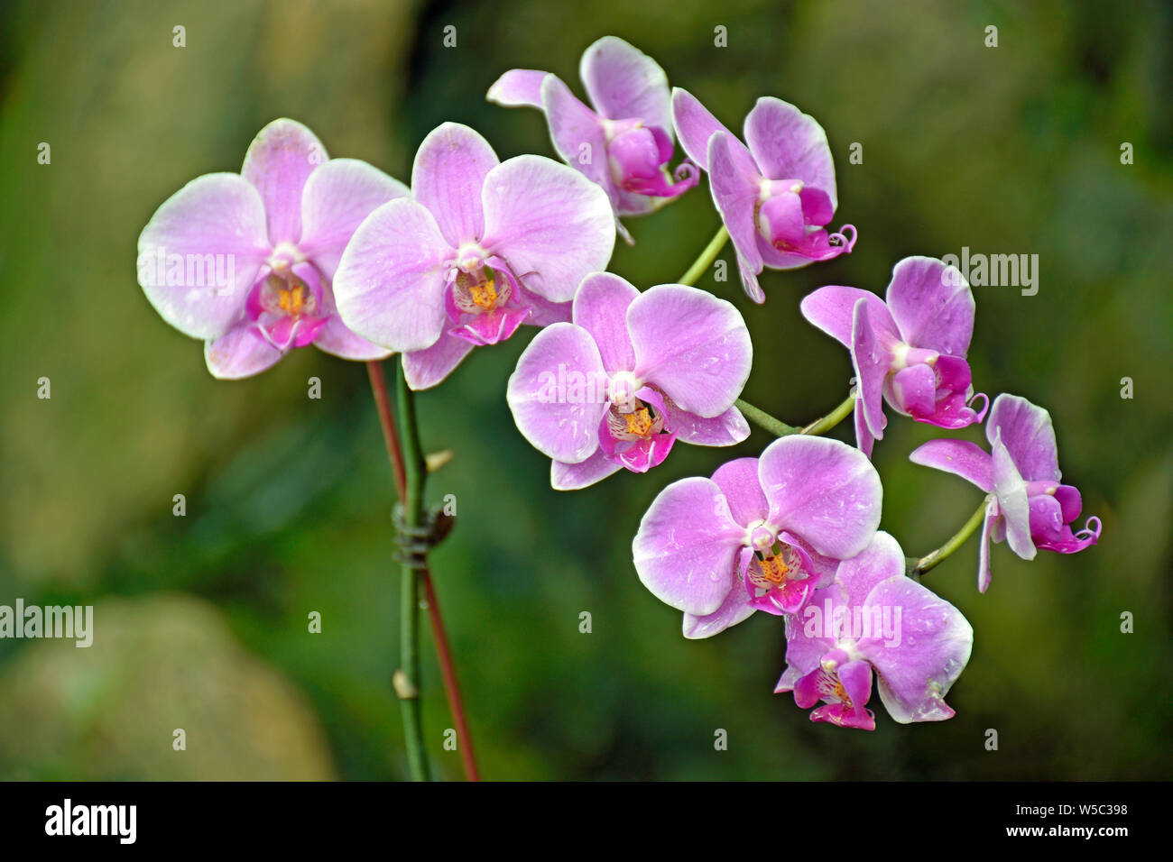 Gelb, Pink und White Orchid Close-up Stockfoto