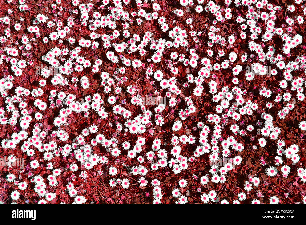 Abstract background Image durch künstliche Farbe Manipulation eines Patches von Daises in eine Wiese mit weissen daisy flowers Köpfe rote Punkte & Gras UK erstellt Stockfoto