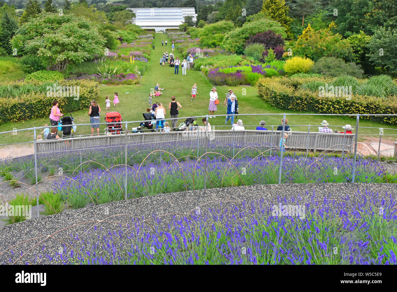 RHS Wisley Garten & Anzeigen neue Anpflanzung von zwei Arten von Lavendel und Rosmarin Besucher Berg geniessen Sie den Blick und zu Fuß zum neuen Gewächshäuser Surrey England Großbritannien Stockfoto