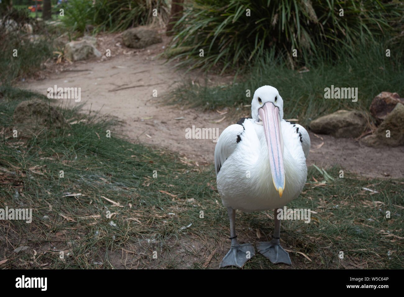 Ein Foto von einem Pelikan in der Adelaide Zoo genommen Stockfoto