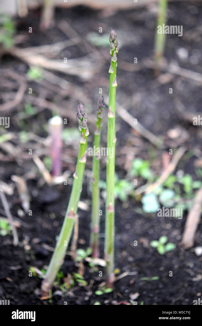 Junge Spargel Bäume im Garten im Sommer Stockfoto