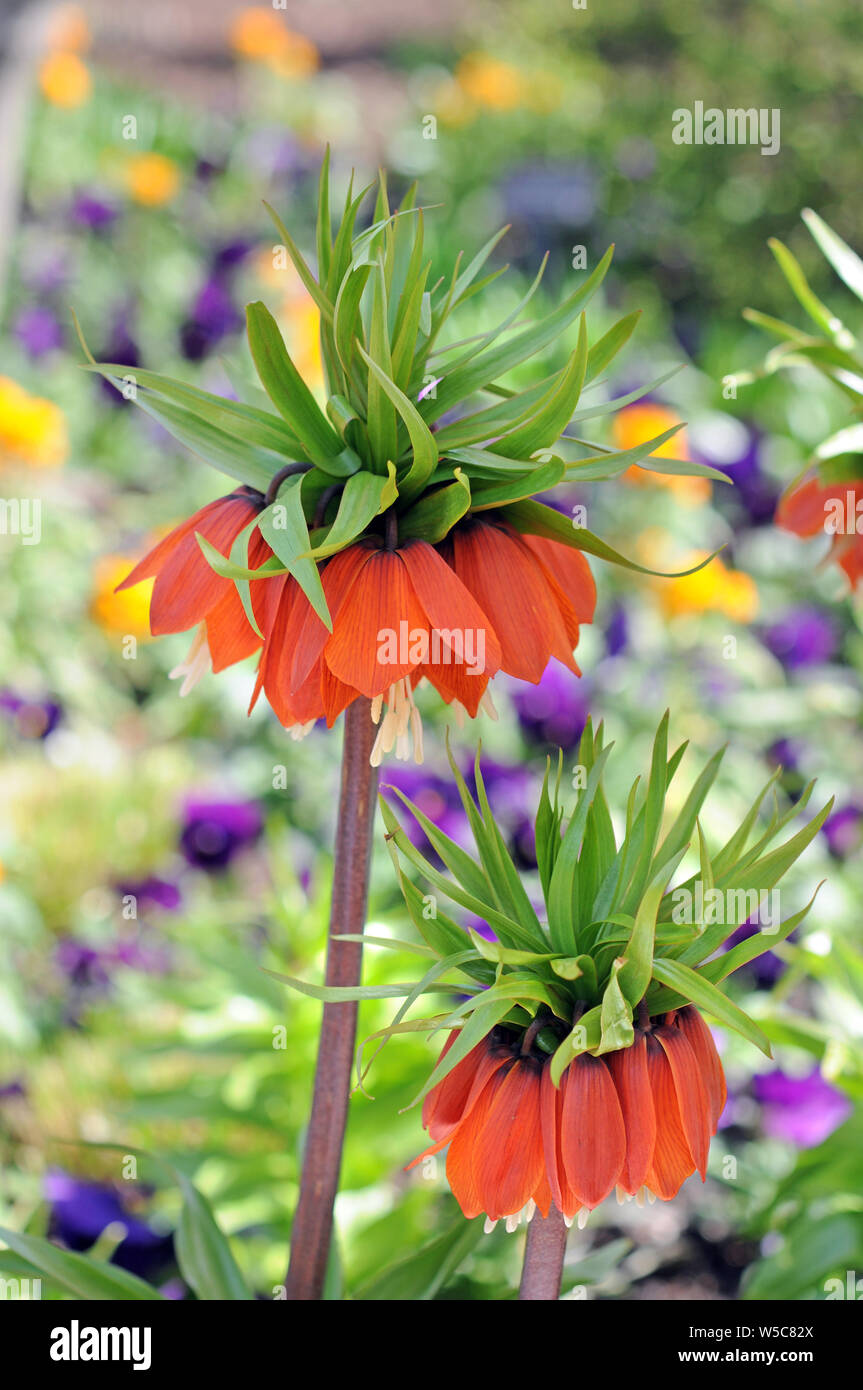Big Red Crown Imperial Blume im Garten unter der Sonne Stockfoto