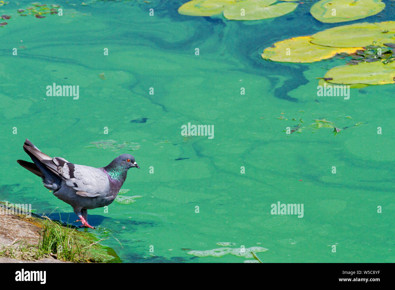 Taube Getränke Wasser aus verschmutzten Wasser Stockfoto