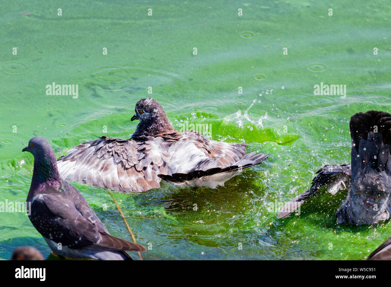 Tauben Baden in durch verunreinigtes Wasser Stockfoto
