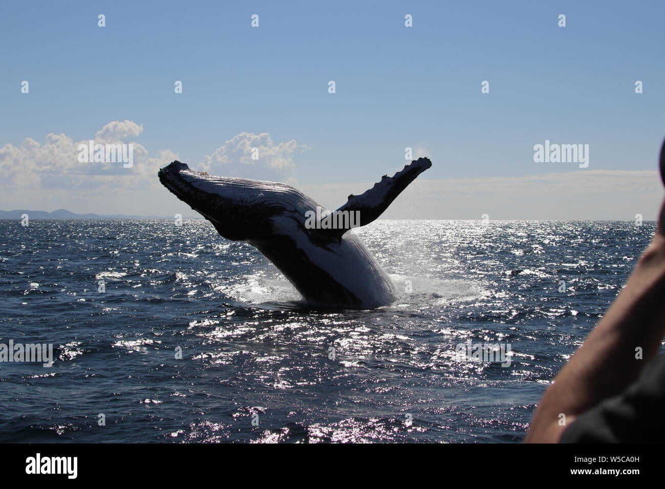 Buckelwal Stockfoto