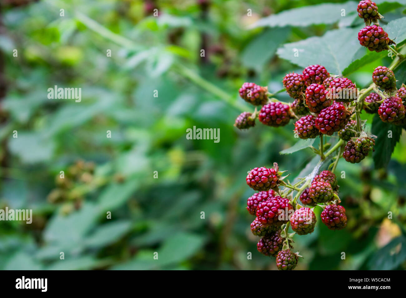 Rote Brombeeren wachsen in die grüne Natur - Rumänien Stockfoto