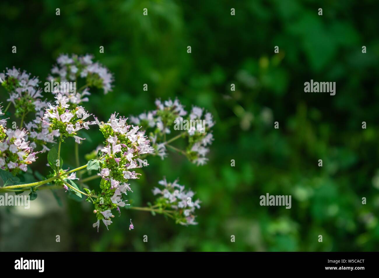 Schöne Origanum vulgare L. Blumen mit grünem Hintergrund, in der Natur Stockfoto