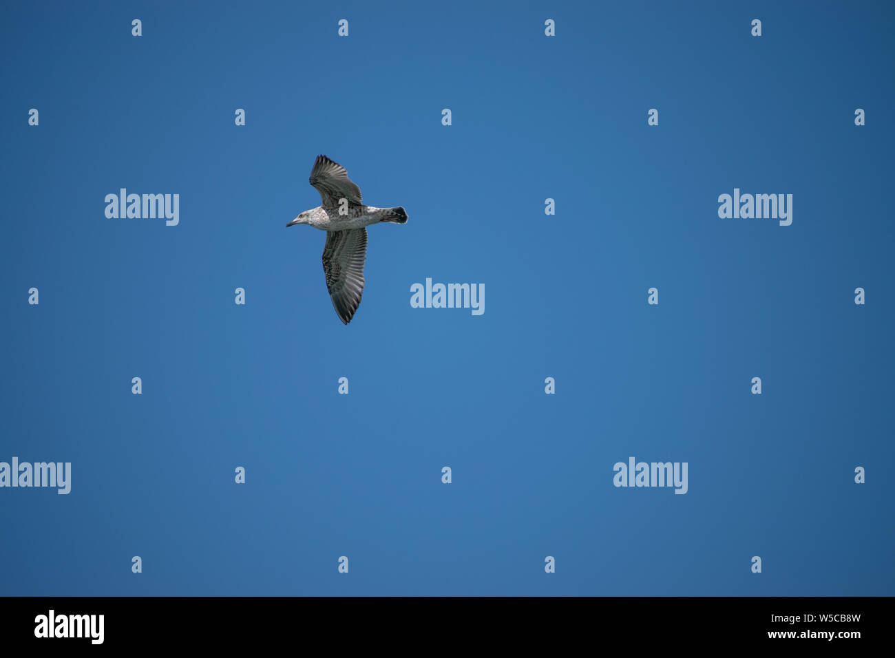 Groß und dominant gelben legged Gull fliegen durch den Himmel Stockfoto