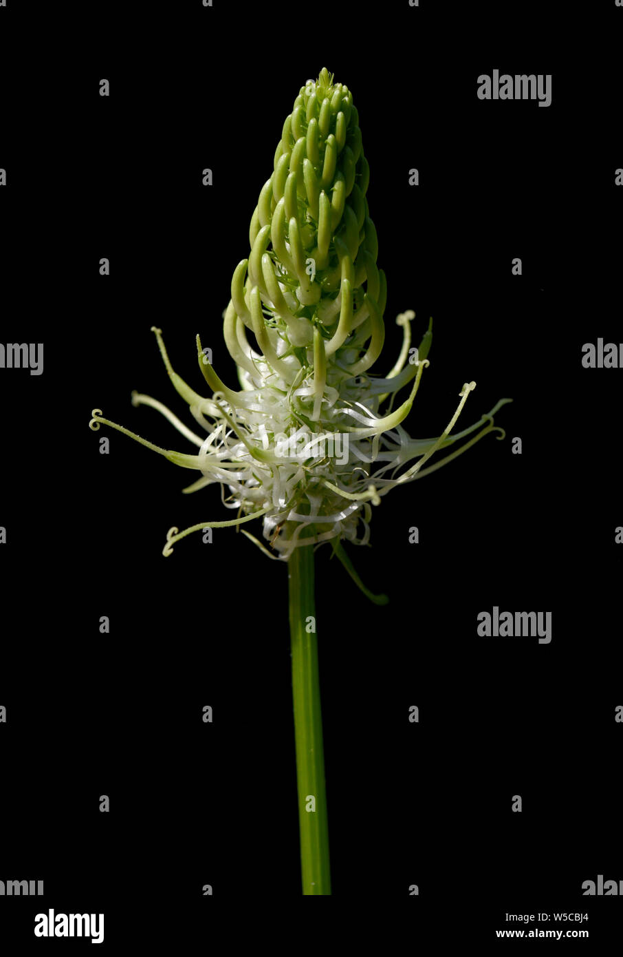 Aehrige, Teufelskralle, Aehrige Rapunzel Phyteuma spicatum, Stockfoto