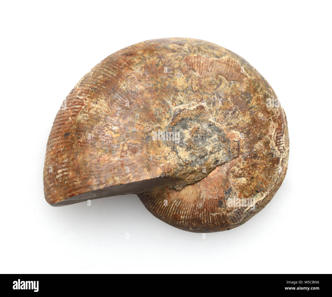 Ammonit, Fossil, Sagittalschnitt Stockfoto
