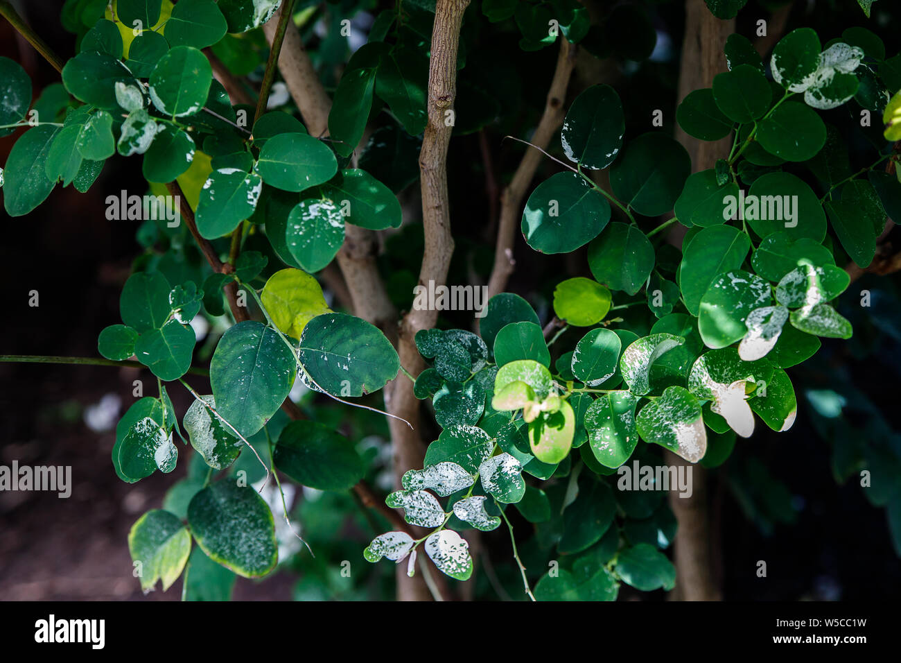 Zwerg, Snowbush Breynia disticha, Euphorbiaceae, dekorative Strauch mit mehrfarbig grün, rosa und weißen Blättern, ursprünglich von pazifischen Inseln. Stockfoto