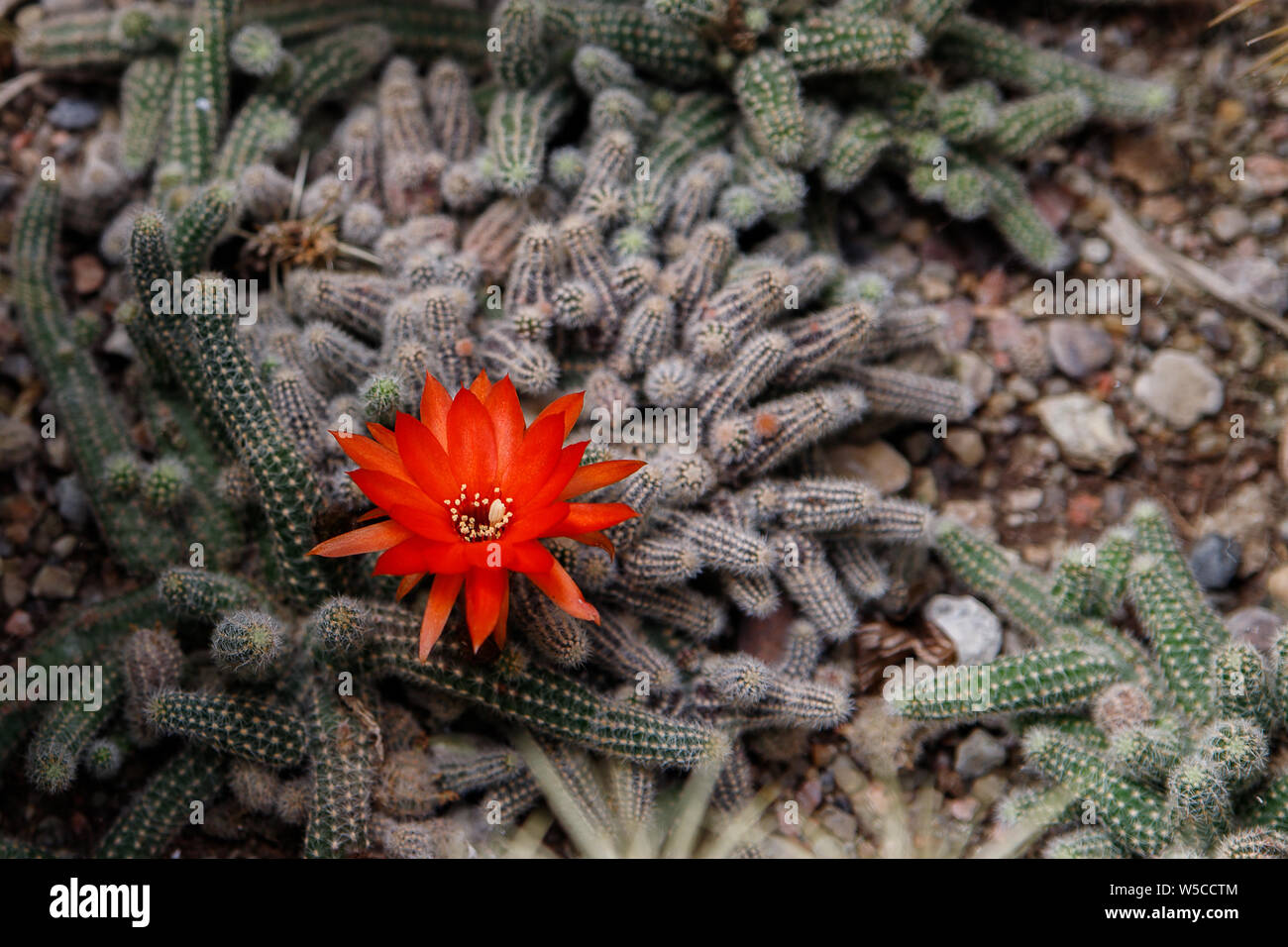 Schönen blühenden Wüste Kaktusblüte. Schöne orange Blume auf dem Hintergrund der Kaktus Stacheln. Stockfoto