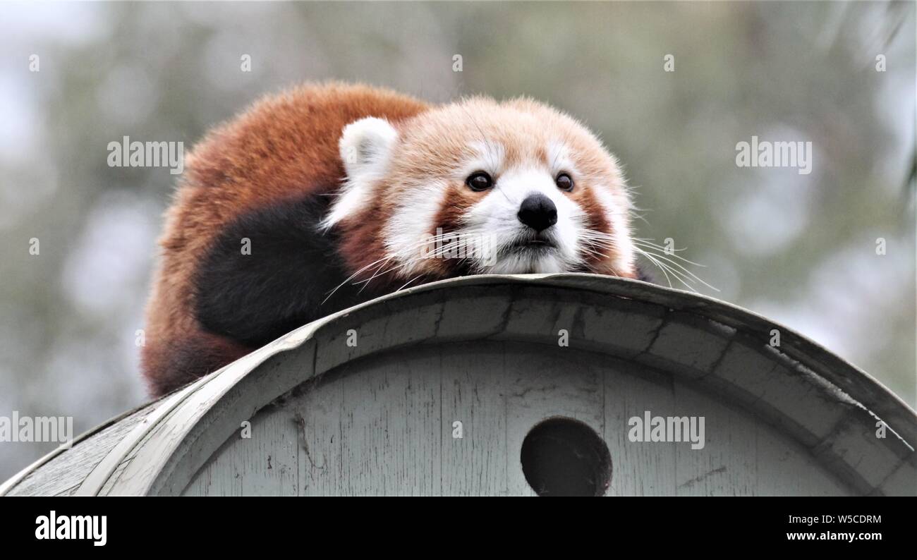 Panda in Halls Gap Zoo, Victoria, Australien Stockfoto