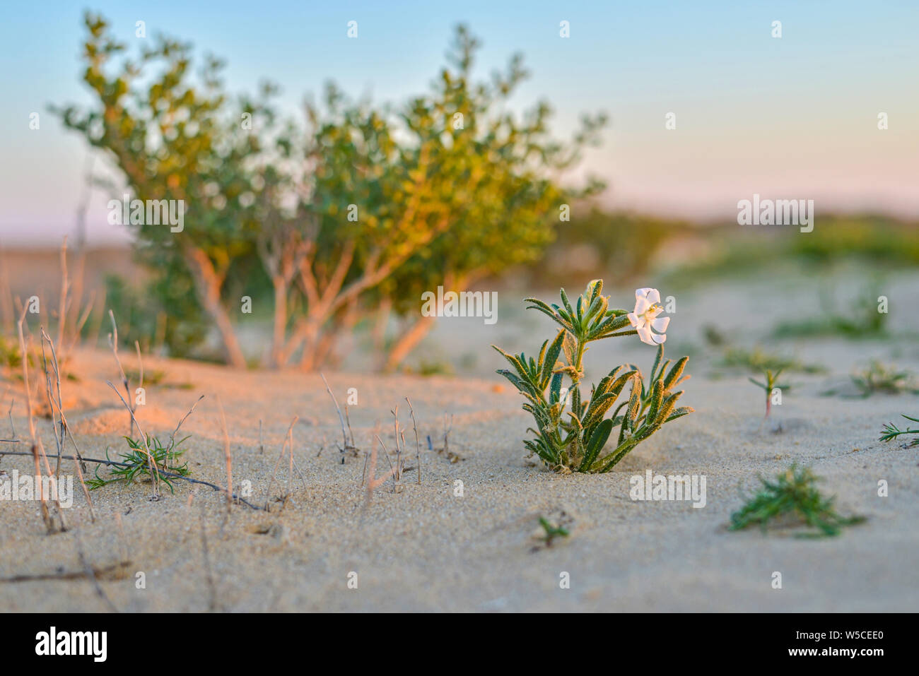 Wild mit Blume in der Wüste von Katar, im Winter Sonnenuntergang genommen Stockfoto