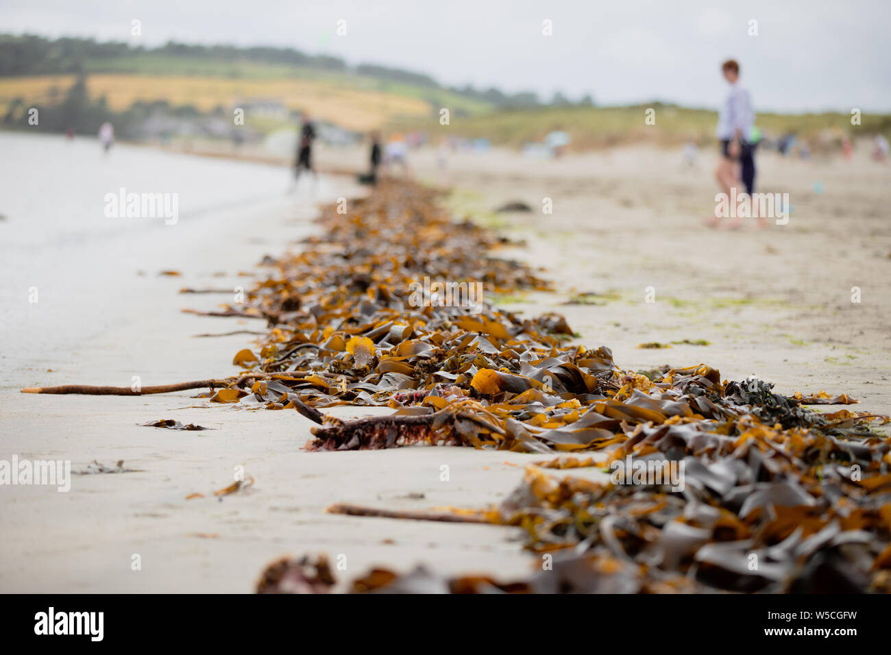 Eine unendliche Linie des Meeres ​​Algae angeschwemmte Ufer nach der Flut an Inchydoney Strand, Irland Stockfoto