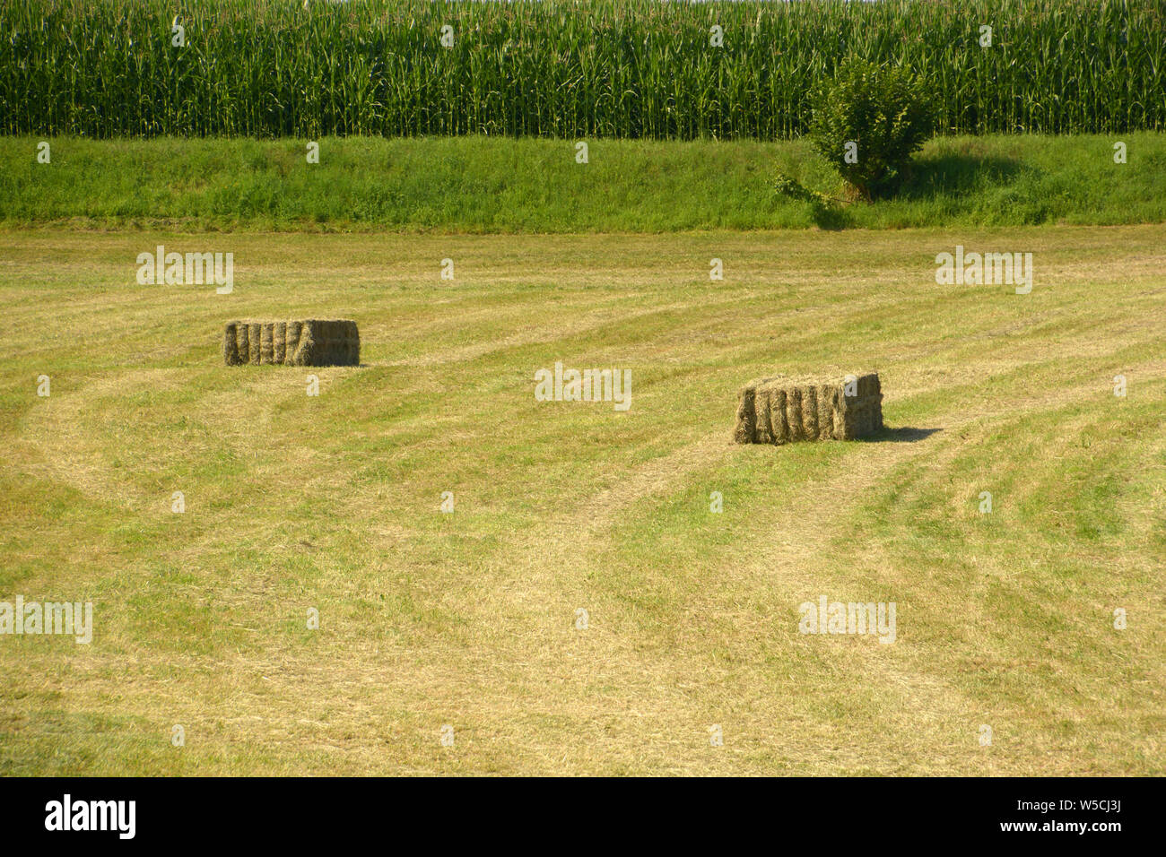 Heu Quader auf einer Wiese vor einem grünen Maisfeld als ländliche Kulisse, Heu Quader in Bayern Stockfoto