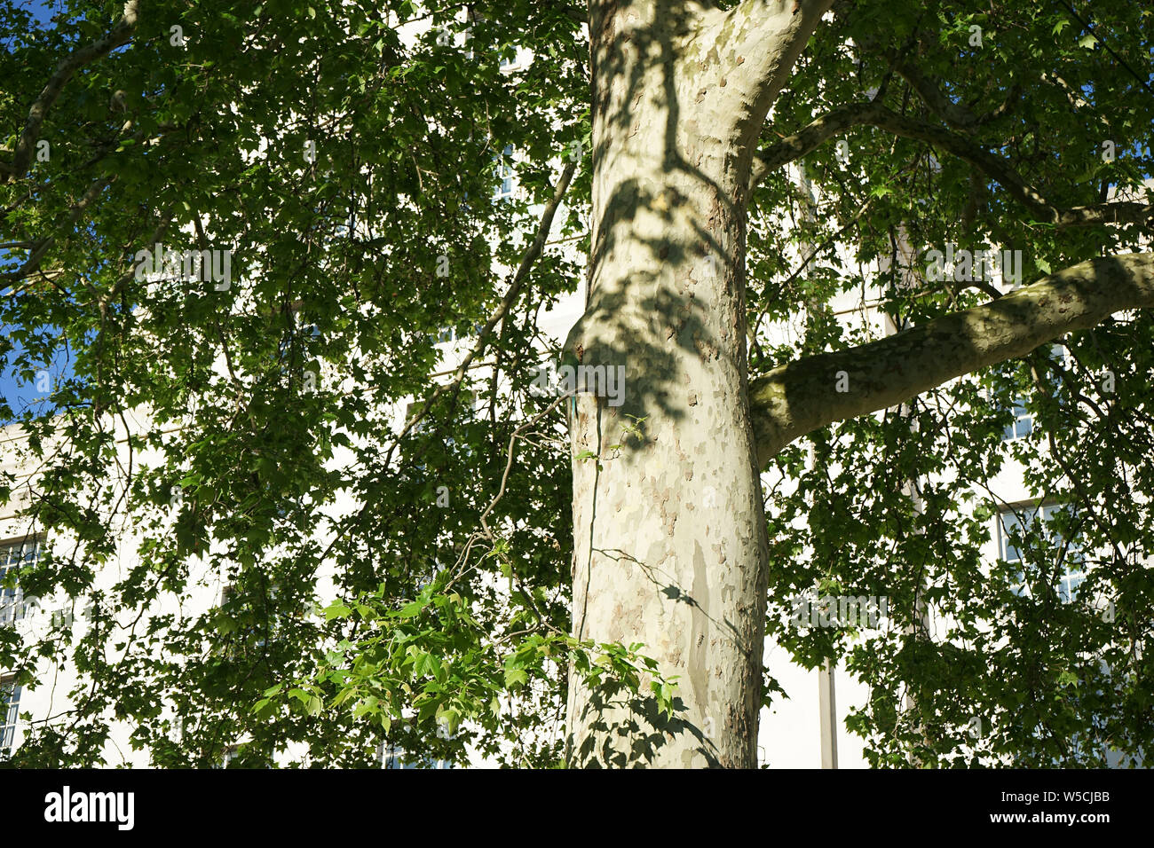 Grüne Papageien, Reproduktion in der Londoner City Stockfoto