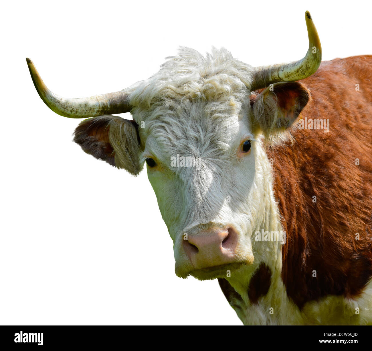 Kuh stier Kopf auf weißem Hintergrund Stockfoto