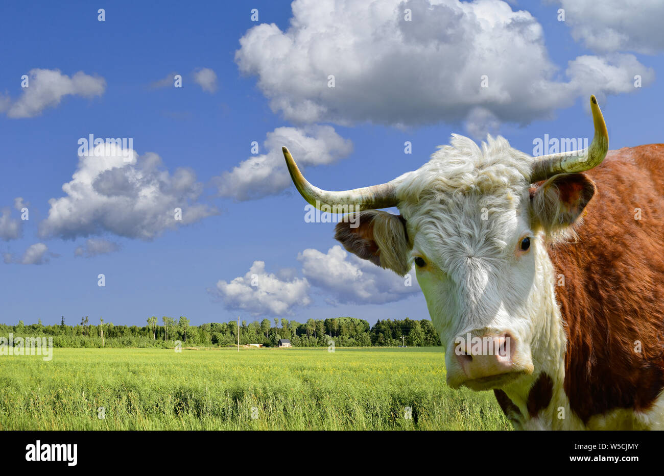 Kuh stier Kopf im Feld Blumen Stockfoto