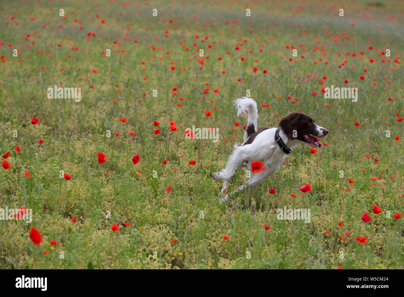 English Springer Spaniel, Mohnfeld, Kent Großbritannien, atemberaubende Stockfoto