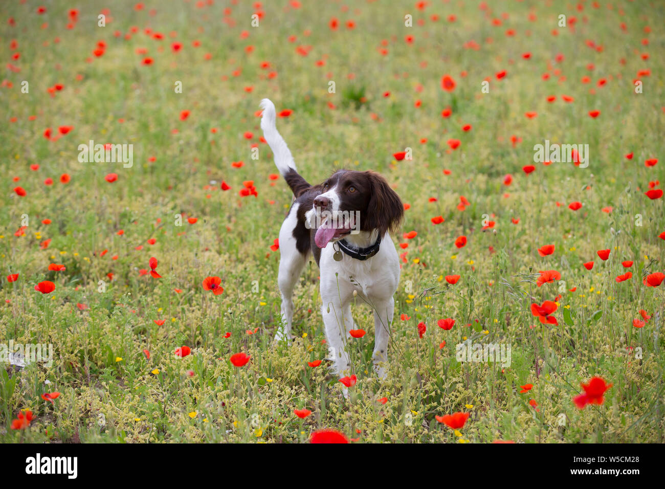 English Springer Spaniel, Mohnfeld, Kent Großbritannien, atemberaubende Stockfoto