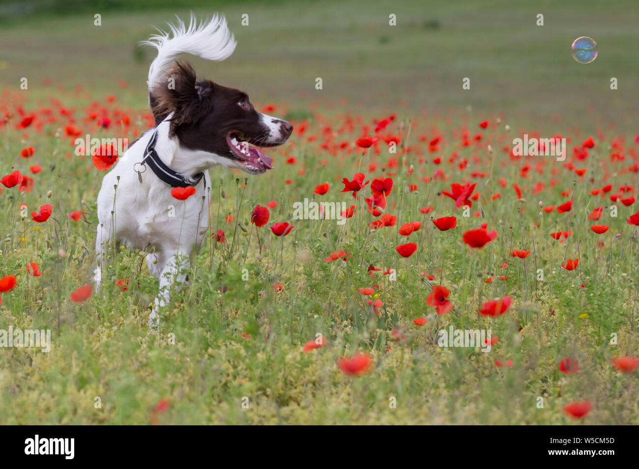 English Springer Spaniel, Mohnfeld, Kent Großbritannien, atemberaubende Stockfoto