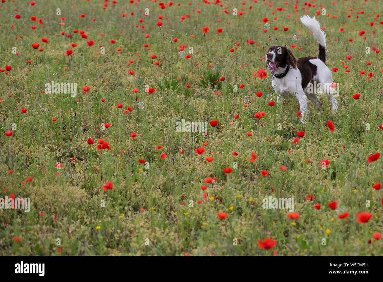 English Springer Spaniel, Mohnfeld, Kent Großbritannien, atemberaubende Stockfoto