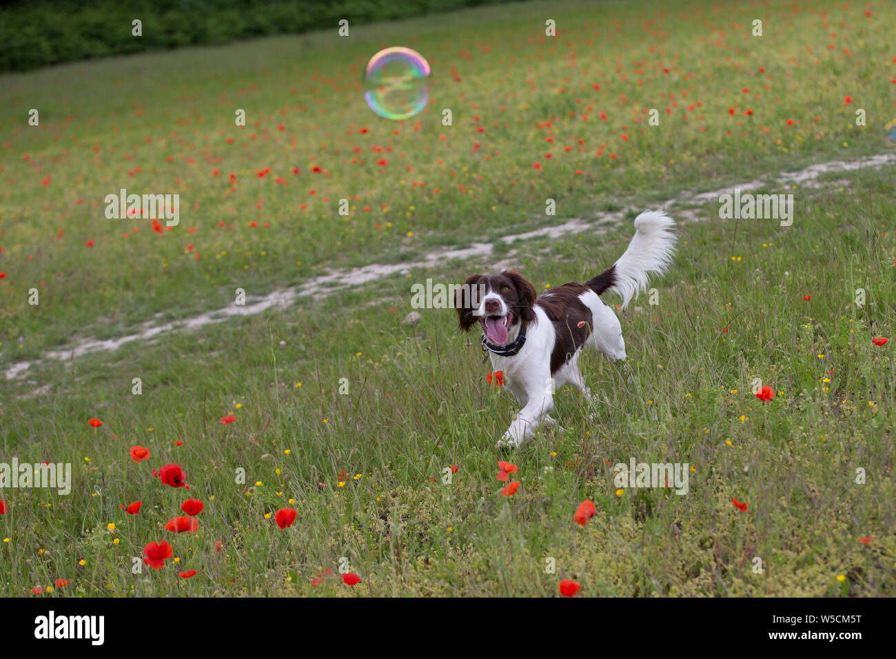 English Springer Spaniel, Mohnfeld, Kent Großbritannien, atemberaubende Stockfoto