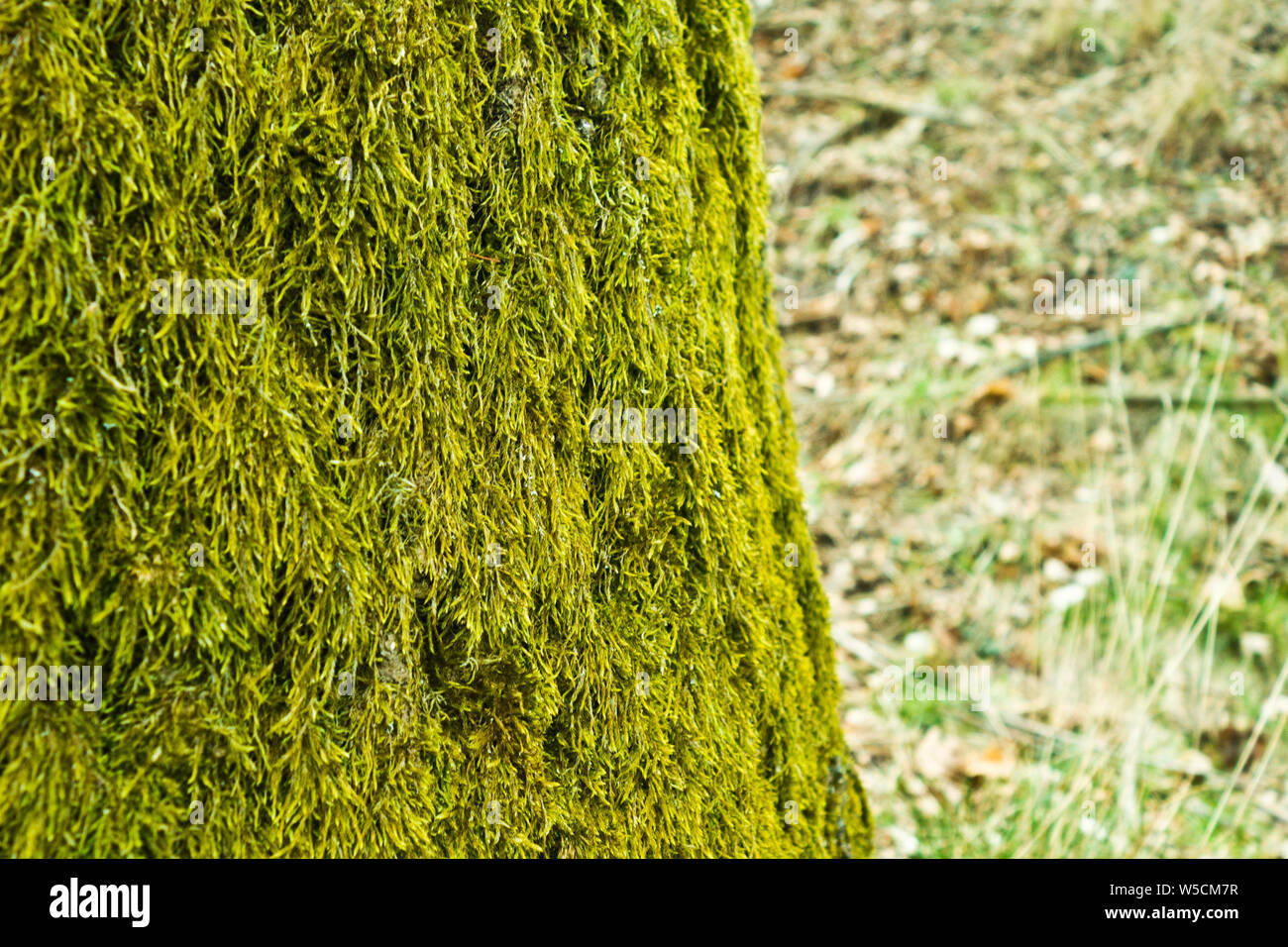 Moos auf einem Baumstamm Stockfoto