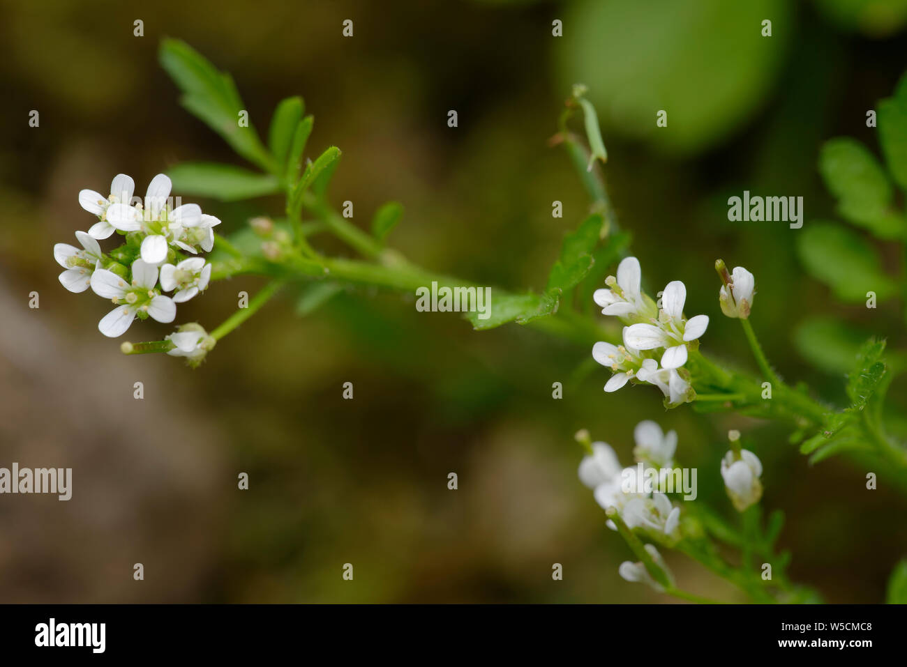 Wellenförmige Bitter-kresse - Cardamine flexuosa einen gemeinsamen Garten Unkraut Stockfoto