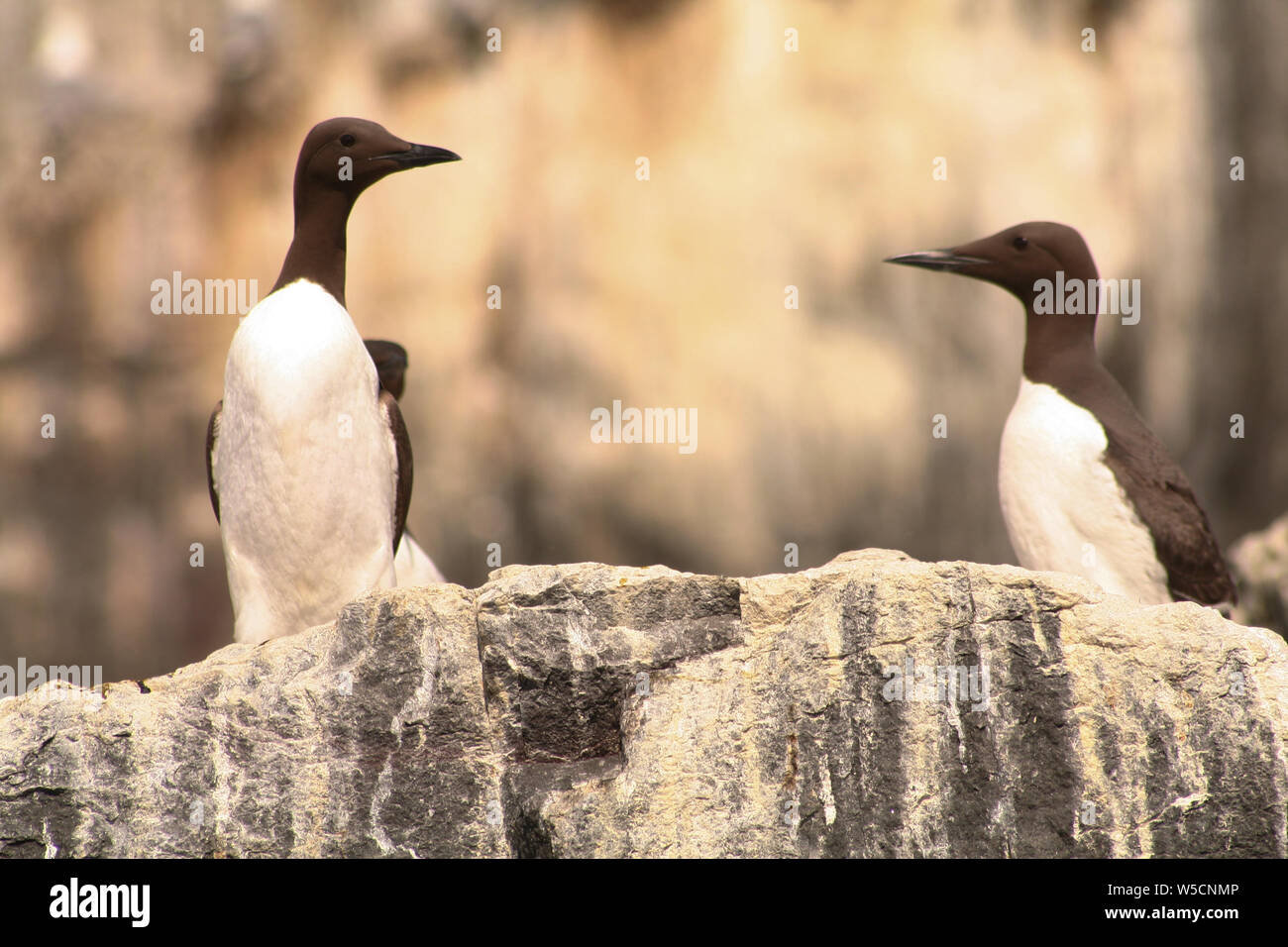 Guillemots, Farne Islands Northumberland Stockfoto