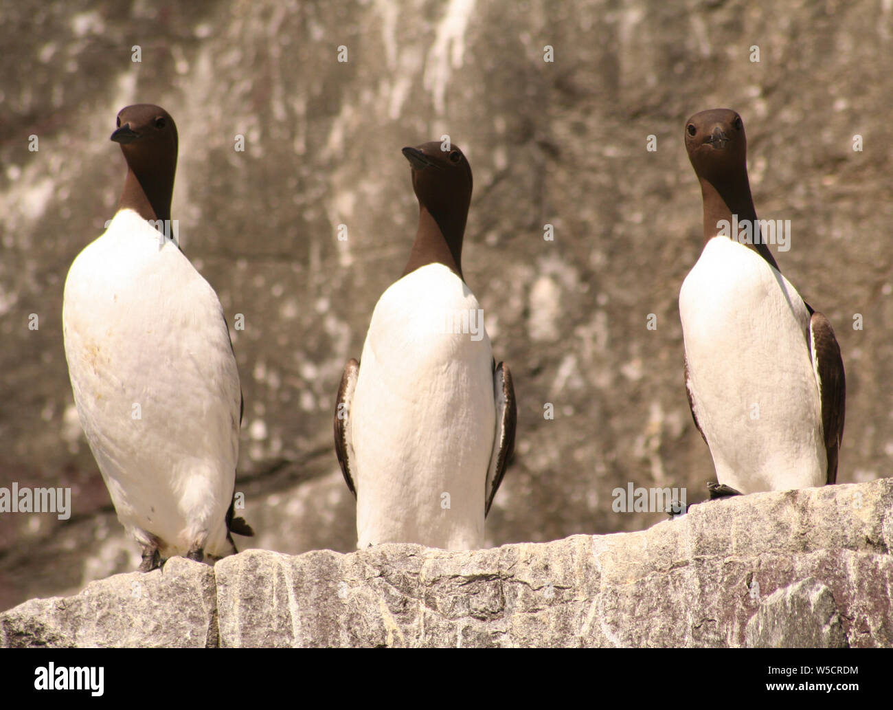 Trottellummen, Farne Islands, Northumberland, Großbritannien Stockfoto