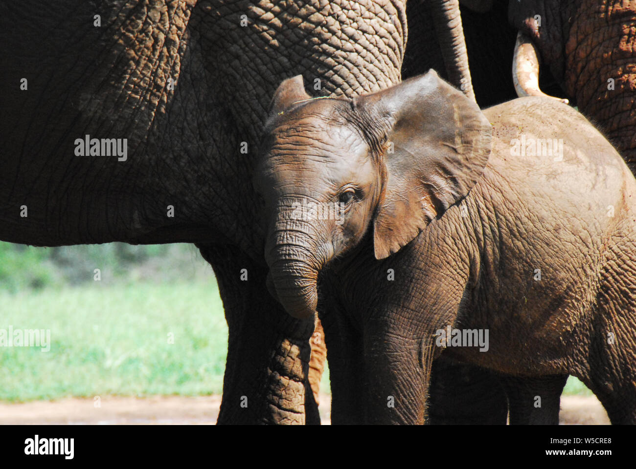 Eine nette junge Wilde Elefanten bleiben nah an die Große Mutter. Während auf Safari in Südafrika fotografiert. Stockfoto