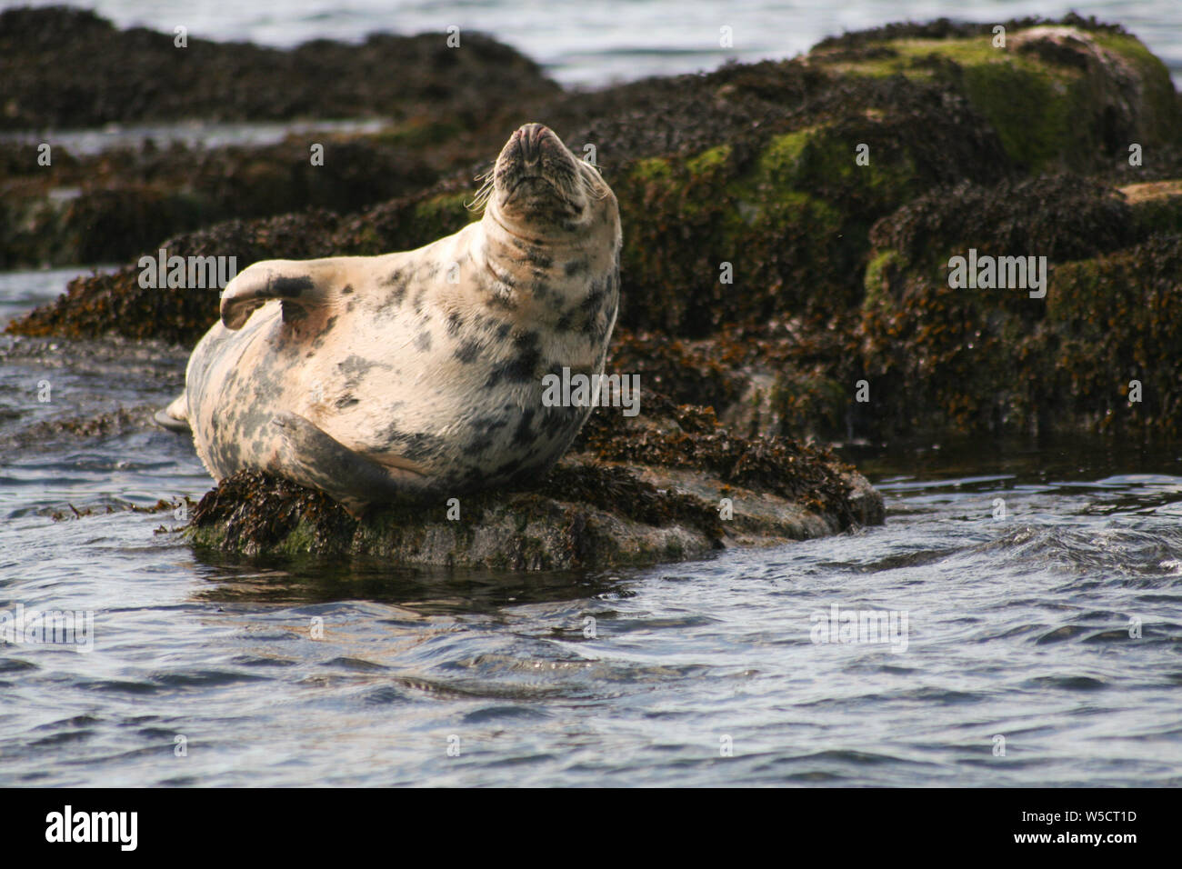 Kegelrobbe, Farne Islands, Northumberland, England Stockfoto