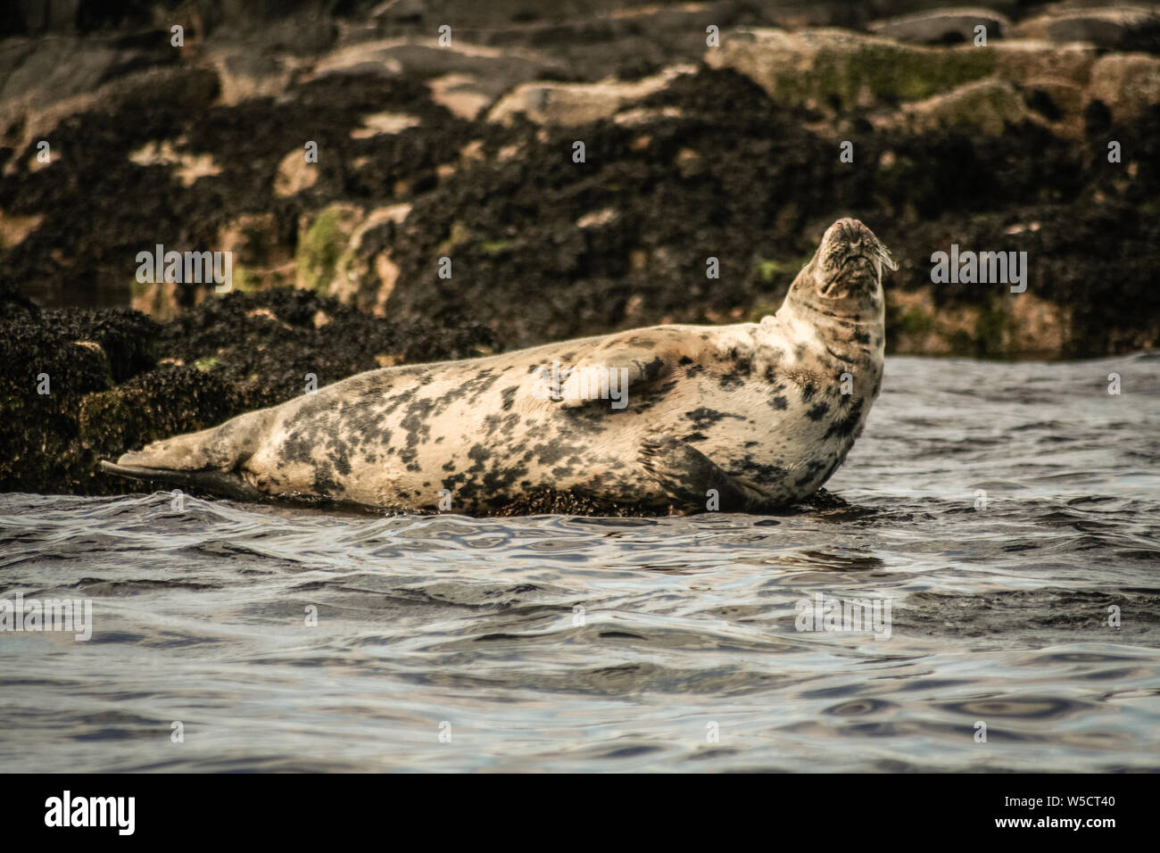 Kegelrobbe, Farne Islands Northumberland, England Stockfoto